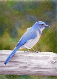 Sandra Davis, Bluebird