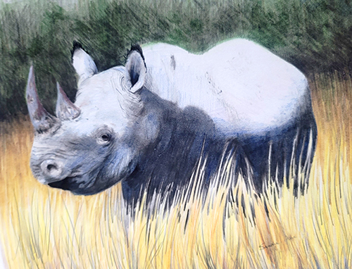 White Rhino in color pencil, by Sandra Davis