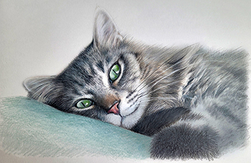 Resting Tabby by Sandra Davis
