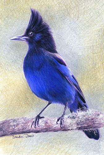 Steller's Jay by Sandra Davis